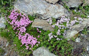 Petrocallis pyrenaica (Brassicaceae)  - Pétrocallide des Pyrénées, Pétrocallis des Pyrénées, Drave des Pyrénées Savoie [France] 26/07/2003 - 2750m? droite de la photo (? gauche, une plante des m?mes milieux: Silene acaulis)