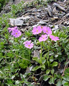 Primula farinosa (Primulaceae)  - Primevère farineuse - Bird's-eye Primrose Savoie [France] 26/07/2003 - 2750m