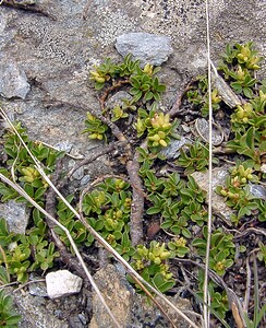 Salix serpillifolia (Salicaceae)  - Saule à feuilles de serpolet Savoie [France] 26/07/2003 - 2750m