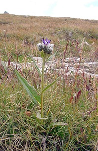 Saussurea alpina (Asteraceae)  - Saussurée des Alpes, Pompe des Alpes - Alpine Saw-wort Savoie [France] 26/07/2003 - 2750m