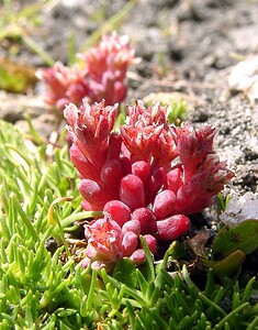 Sedum atratum subsp. atratum (Crassulaceae)  - Orpin noirâtre Savoie [France] 27/07/2003 - 2750m