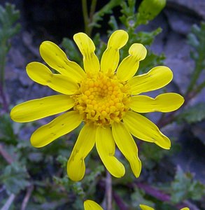 Senecio squalidus (Asteraceae)  - Séneçon négligé, Séneçon luisant - Oxford Ragwort Savoie [France] 27/07/2003 - 2750m