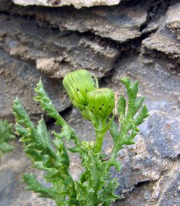 Senecio squalidus (Asteraceae)  - Séneçon négligé, Séneçon luisant - Oxford Ragwort Savoie [France] 27/07/2003 - 2750m