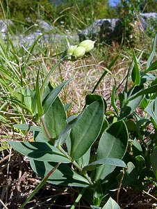 Silene vulgaris (Caryophyllaceae)  - Silène commun, Silène enflé, Tapotte - Bladder Campion Ain [France] 29/07/2003 - 550m