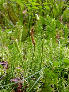 Spinulum annotinum (Lycopodiaceae)  - Spinulum interrompu, Lycopode interrompu, Lycopode à feuilles de genévrier, Lycopode à rameaux d'un an - Interrupted Clubmoss Haute-Savoie [France] 24/07/2003 - 1210m