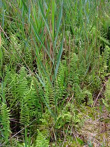 Thelypteris palustris (Thelypteridaceae)  - Thélyptéride des marais, Fougère des marais, Thélyptéris des marais, Théliptéris des marécages - Marsh Fern Ardennes [France] 05/07/2003 - 180m