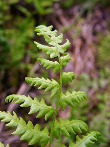 Thelypteris palustris (Thelypteridaceae)  - Thélyptéride des marais, Fougère des marais, Thélyptéris des marais, Théliptéris des marécages - Marsh Fern Ardennes [France] 05/07/2003 - 180m