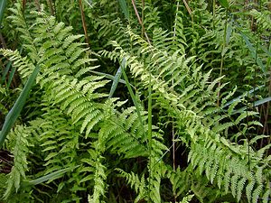 Thelypteris palustris (Thelypteridaceae)  - Thélyptéride des marais, Fougère des marais, Thélyptéris des marais, Théliptéris des marécages - Marsh Fern Ardennes [France] 05/07/2003 - 180m