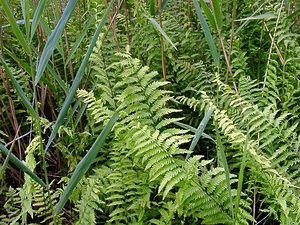 Thelypteris palustris (Thelypteridaceae)  - Thélyptéride des marais, Fougère des marais, Thélyptéris des marais, Théliptéris des marécages - Marsh Fern Ardennes [France] 05/07/2003 - 180m