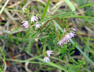 Calluna vulgaris (Ericaceae)  - Callune commune, Callune, Béruée, Bruyère commune - Heather Turnhout [Belgique] 10/08/2003 - 30m