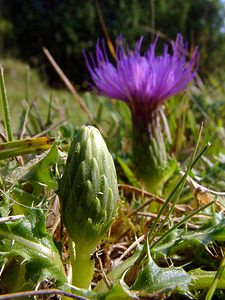 Cirsium acaulon (Asteraceae)  - Cirse acaule, Cirse sans tige - Dwarf Thistle Pas-de-Calais [France] 08/08/2003 - 80m