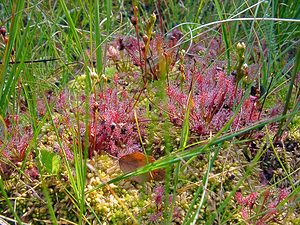 Drosera intermedia (Droseraceae)  - Rossolis intermédiaire, Droséra intermédiaire - Oblong-leaved Sundew Turnhout [Belgique] 10/08/2003 - 30m