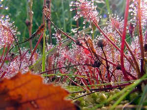 Drosera intermedia (Droseraceae)  - Rossolis intermédiaire, Droséra intermédiaire - Oblong-leaved Sundew Turnhout [Belgique] 10/08/2003 - 30m