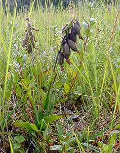 Epipactis palustris (Orchidaceae)  - Épipactis des marais - Marsh Helleborine Nord [France] 02/08/2003 - 10m