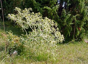 Eryngium campestre (Apiaceae)  - Panicaut champêtre, Chardon Roland - Field Eryngo Pas-de-Calais [France] 08/08/2003 - 80m