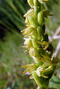 Herminium monorchis (Orchidaceae)  - Herminium à un seul tubercule, Orchis musc, Herminium clandestin - Musk Orchid Nord [France] 02/08/2003 - 10m