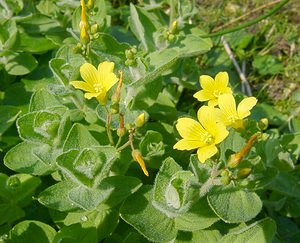 Hypericum elodes (Hypericaceae)  - Millepertuis des marais - Marsh St John's-wort  [Pays-Bas] 10/08/2003 - 20m