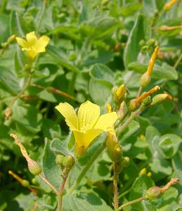 Hypericum elodes (Hypericaceae)  - Millepertuis des marais - Marsh St John's-wort  [Pays-Bas] 10/08/2003 - 20m