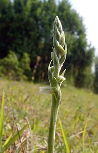 Spiranthes spiralis (Orchidaceae)  - Spiranthe d'automne, Spiranthe spiralée - Autumn Lady's-tresses Pas-de-Calais [France] 08/08/2003 - 80m