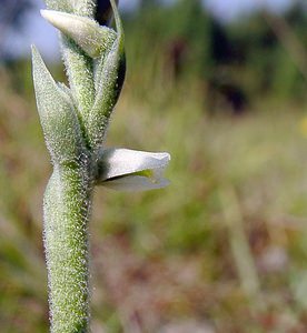 Spiranthes spiralis (Orchidaceae)  - Spiranthe d'automne, Spiranthe spiralée - Autumn Lady's-tresses Pas-de-Calais [France] 08/08/2003 - 80m