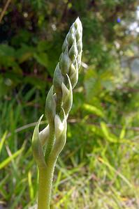 Spiranthes spiralis (Orchidaceae)  - Spiranthe d'automne, Spiranthe spiralée - Autumn Lady's-tresses Pas-de-Calais [France] 08/08/2003 - 80m