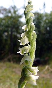 Spiranthes spiralis (Orchidaceae)  - Spiranthe d'automne, Spiranthe spiralée - Autumn Lady's-tresses Pas-de-Calais [France] 08/08/2003 - 80m