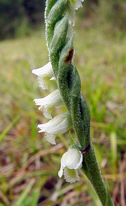 Spiranthes spiralis (Orchidaceae)  - Spiranthe d'automne, Spiranthe spiralée - Autumn Lady's-tresses Pas-de-Calais [France] 17/08/2003 - 80m