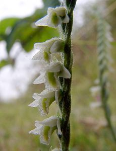 Spiranthes spiralis (Orchidaceae)  - Spiranthe d'automne, Spiranthe spiralée - Autumn Lady's-tresses Pas-de-Calais [France] 17/08/2003 - 80m