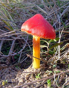 Hygrocybe conicoides (Hygrophoraceae)  - Dune Waxcap Nord [France] 11/10/2003 - 10m