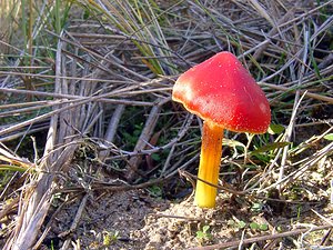 Hygrocybe conicoides (Hygrophoraceae)  - Dune Waxcap Nord [France] 11/10/2003 - 10m