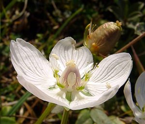 Parnassia palustris (Celastraceae)  - Parnassie des marais, Hépatique blanche - Grass-of-Parnassus Nord [France] 11/10/2003 - 10m