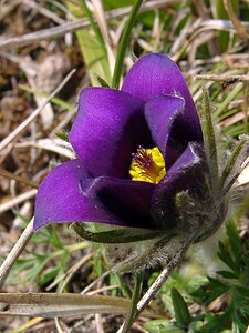 Pulsatilla vulgaris (Ranunculaceae)  - Pulsatille commune, Anémone pulsatille - Pasqueflower Aisne [France] 27/03/2004 - 190m