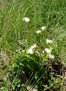 Allium ursinum (Amaryllidaceae)  - Ail des ours, Ail à larges feuilles - Ramsons Herault [France] 26/04/2004 - 290m