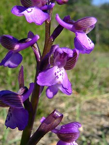 Anacamptis morio (Orchidaceae)  - Anacamptide bouffon, Orchis bouffon Herault [France] 26/04/2004 - 430m