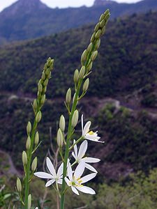 Anthericum liliago (Asparagaceae)  - Phalangère à fleurs de lis, Phalangère petit-lis, Bâton de Saint Joseph, Anthéricum à fleurs de Lis Gard [France] 28/04/2004 - 450m