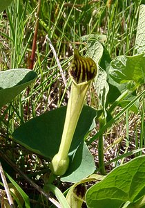 Aristolochia paucinervis (Aristolochiaceae)  - Aristoloche à nervures peu nombreuses, Aristoloche peu nervée Herault [France] 21/04/2004 - 130m