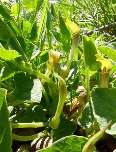 Aristolochia paucinervis (Aristolochiaceae)  - Aristoloche à nervures peu nombreuses, Aristoloche peu nervée Herault [France] 21/04/2004 - 130m