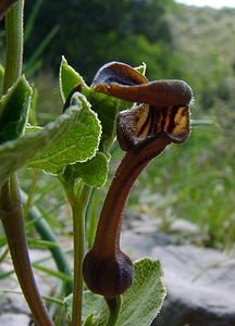 Aristolochia pistolochia (Aristolochiaceae)  - Aristoloche pistoloche, Pistoloche Gard [France] 27/04/2004 - 470m