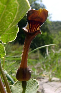 Aristolochia pistolochia (Aristolochiaceae)  - Aristoloche pistoloche, Pistoloche Gard [France] 27/04/2004 - 470m