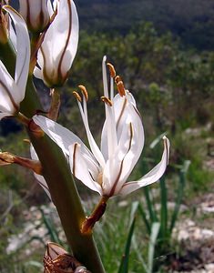 Asphodelus cerasiferus (Asphodelaceae)  - Asphodèle porte-cerise, Asphodèle de Chambeiron, Asphodèle-cerise Herault [France] 20/04/2004 - 510m