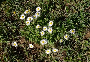 Bellis perennis (Asteraceae)  - Pâquerette vivace, Pâquerette - Daisy Aude [France] 24/04/2004 - 480m