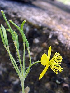 Chelidonium majus (Papaveraceae)  - Grande chélidoine, Grande éclaire - Greater Celandine Herault [France] 26/04/2004 - 290m