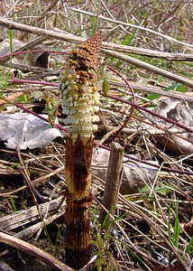 Equisetum telmateia (Equisetaceae)  - Grande prêle, Prêle d'ivoire - Great Horsetail Marne [France] 03/04/2004 - 170m