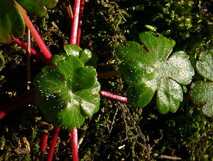 Geranium lucidum (Geraniaceae)  - Géranium luisant - Shining Crane's-bill Gard [France] 19/04/2004 - 610m