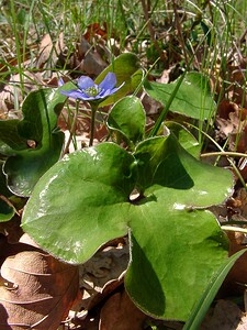Hepatica nobilis (Ranunculaceae)  - Hépatique à trois lobes, Hépatique noble, Anémone hépatique - Liverleaf Aude [France] 24/04/2004 - 430m