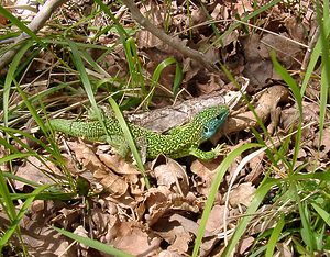 Lacerta bilineata (Lacertidae)  - Lézard à deux raies, Lézard vert occidental - Western Green Lizard Herault [France] 20/04/2004 - 510m