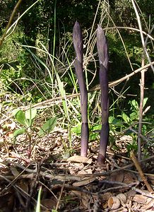 Limodorum abortivum (Orchidaceae)  - Limodore avorté, Limodore sans feuille, Limodore à feuilles avortées Herault [France] 21/04/2004 - 230m