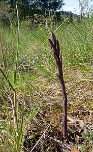 Limodorum abortivum (Orchidaceae)  - Limodore avorté, Limodore sans feuille, Limodore à feuilles avortées Aude [France] 25/04/2004 - 180m