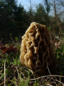 Morchella esculenta (Morchellaceae)  - Morille ronde, Morille grise - Morel Oise [France] 12/04/2004 - 100m