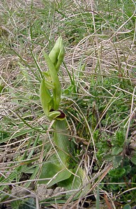 Ophrys araneola sensu auct. plur. (Orchidaceae)  - Ophrys litigieux Marne [France] 03/04/2004 - 170m